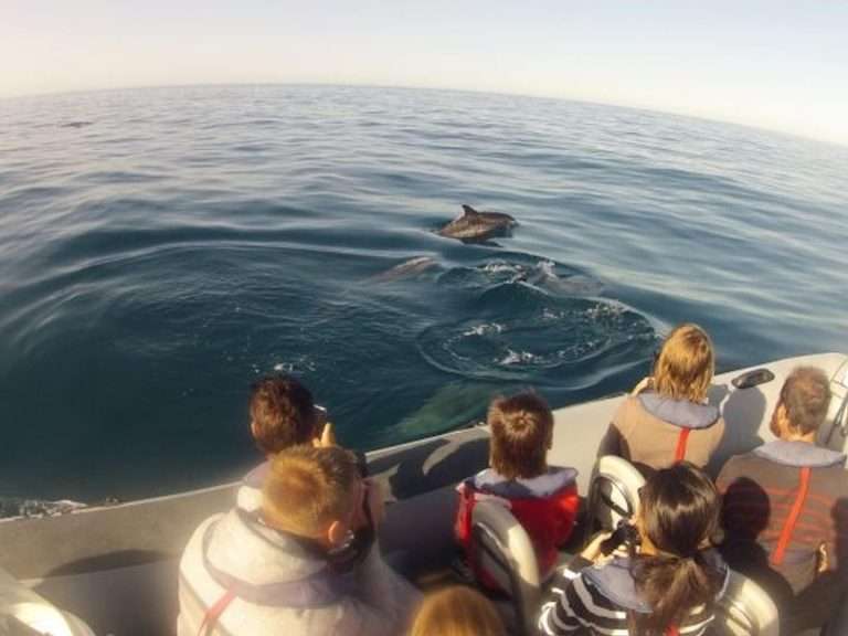Marine Life and Dolphin Watching: Embark on an immersive adventure to witness the wonders of marine life along the Algarve coast. Led by expert guides, this Ria Formosa bird watching boat tour offers an unforgettable experience for nature enthusiasts.